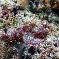 Tassled Scorpionfish (Scorpaenopsis oxycephala), photo taken in Maldives, Male Atoll, South Male Atoll, Maafushi Beiru