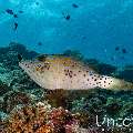 Scribbled Leatherjacket Filefish (Aluterus scriptus), photo taken in Maldives, Male Atoll, South Male Atoll, Maafushi Beiru