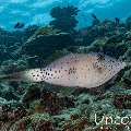 Scribbled Leatherjacket Filefish (Aluterus scriptus), photo taken in Maldives, Male Atoll, South Male Atoll, Maafushi Beiru