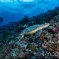 Hawksbill Sea Turtle (Eretmochelys imbricata), photo taken in Maldives, Male Atoll, South Male Atoll, Maafushi Beiru