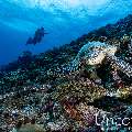 Hawksbill Sea Turtle (Eretmochelys imbricata), photo taken in Maldives, Male Atoll, South Male Atoll, Maafushi Beiru