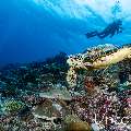 Hawksbill Sea Turtle (Eretmochelys imbricata), photo taken in Maldives, Male Atoll, South Male Atoll, Maafushi Beiru