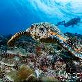 Hawksbill Sea Turtle (Eretmochelys imbricata), photo taken in Maldives, Male Atoll, South Male Atoll, Maafushi Beiru
