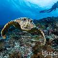 Hawksbill Sea Turtle (Eretmochelys imbricata), photo taken in Maldives, Male Atoll, South Male Atoll, Maafushi Beiru