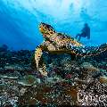 Hawksbill Sea Turtle (Eretmochelys imbricata), photo taken in Maldives, Male Atoll, South Male Atoll, Maafushi Beiru