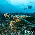 Hawksbill Sea Turtle (Eretmochelys imbricata), photo taken in Maldives, Male Atoll, South Male Atoll, Maafushi Beiru