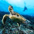 Hawksbill Sea Turtle (Eretmochelys imbricata), photo taken in Maldives, Male Atoll, South Male Atoll, Maafushi Beiru