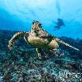 Hawksbill Sea Turtle (Eretmochelys imbricata), photo taken in Maldives, Male Atoll, South Male Atoll, Maafushi Beiru