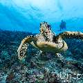 Hawksbill Sea Turtle (Eretmochelys imbricata), photo taken in Maldives, Male Atoll, South Male Atoll, Maafushi Beiru