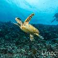 Hawksbill Sea Turtle (Eretmochelys imbricata), photo taken in Maldives, Male Atoll, South Male Atoll, Maafushi Beiru