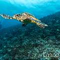 Hawksbill Sea Turtle (Eretmochelys imbricata), photo taken in Maldives, Male Atoll, South Male Atoll, Maafushi Beiru