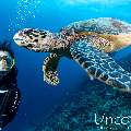 Hawksbill Sea Turtle (Eretmochelys imbricata), photo taken in Maldives, Male Atoll, South Male Atoll, Maafushi Beiru