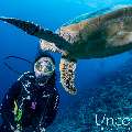 Hawksbill Sea Turtle (Eretmochelys imbricata), photo taken in Maldives, Male Atoll, South Male Atoll, Maafushi Beiru