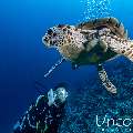 Hawksbill Sea Turtle (Eretmochelys imbricata), photo taken in Maldives, Male Atoll, South Male Atoll, Maafushi Beiru