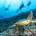 Hawksbill Sea Turtle (Eretmochelys imbricata), photo taken in Maldives, Male Atoll, South Male Atoll, Maafushi Beiru
