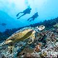 Hawksbill Sea Turtle (Eretmochelys imbricata), photo taken in Maldives, Male Atoll, South Male Atoll, Maafushi Beiru