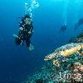 Hawksbill Sea Turtle (Eretmochelys imbricata), photo taken in Maldives, Male Atoll, South Male Atoll, Maafushi Beiru