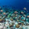 Redtail Butterflyfish (Chaetodon collare), photo taken in Maldives, Male Atoll, South Male Atoll, Maafushi Beiru