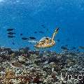 Green Sea Turtle (Chelonia mydas), photo taken in Maldives, Male Atoll, South Male Atoll, Maafushi Beiru