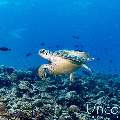 Green Sea Turtle (Chelonia mydas), photo taken in Maldives, Male Atoll, South Male Atoll, Maafushi Beiru