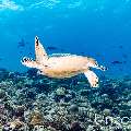 Green Sea Turtle (Chelonia mydas), photo taken in Maldives, Male Atoll, South Male Atoll, Maafushi Beiru
