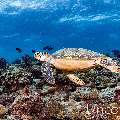 Green Sea Turtle (Chelonia mydas), photo taken in Maldives, Male Atoll, South Male Atoll, Maafushi Beiru