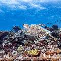 Green Sea Turtle (Chelonia mydas), photo taken in Maldives, Male Atoll, South Male Atoll, Maafushi Beiru