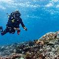 Green Sea Turtle (Chelonia mydas), photo taken in Maldives, Male Atoll, South Male Atoll, Maafushi Beiru