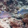 Devil Firefish (Pterois miles), photo taken in Maldives, Male Atoll, South Male Atoll, Lhosfushi Beiru