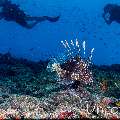 Devil Firefish (Pterois miles), photo taken in Maldives, Male Atoll, South Male Atoll, Lhosfushi Beiru