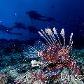 Devil Firefish (Pterois miles), photo taken in Maldives, Male Atoll, South Male Atoll, Lhosfushi Beiru