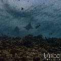 Ocellated eagle ray (Aetobatus ocellatus), photo taken in Maldives, Male Atoll, South Male Atoll, Lhosfushi Beiru