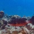 , photo taken in Maldives, Male Atoll, South Male Atoll, Lhosfushi Beiru