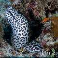 Honeycomb Moray (Gymnothorax favagineus), photo taken in Maldives, Male Atoll, South Male Atoll, Lhosfushi Beiru