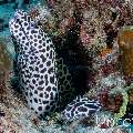 Honeycomb Moray (Gymnothorax favagineus), photo taken in Maldives, Male Atoll, South Male Atoll, Lhosfushi Beiru