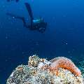 , photo taken in Maldives, Male Atoll, South Male Atoll, Lhosfushi Beiru