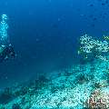 Oriental Sweetlip (Plectorhinchus vittatus), photo taken in Maldives, Male Atoll, South Male Atoll, Lhosfushi Beiru