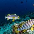Oriental Sweetlip (Plectorhinchus vittatus), photo taken in Maldives, Male Atoll, South Male Atoll, Lhosfushi Beiru