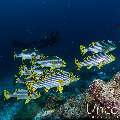 Oriental Sweetlip (Plectorhinchus vittatus), photo taken in Maldives, Male Atoll, South Male Atoll, Lhosfushi Beiru