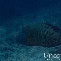 Napoleon Wrasse (Cheilinus undulatus), photo taken in Maldives, Male Atoll, South Male Atoll, Lhosfushi Beiru