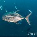 , photo taken in Maldives, Male Atoll, South Male Atoll, Lhosfushi Beiru