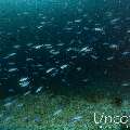 , photo taken in Maldives, Male Atoll, South Male Atoll, Lhosfushi Beiru