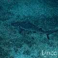 Grey Reefshark (Carcharhinus amblyrhynchos), photo taken in Maldives, Male Atoll, South Male Atoll, Lhosfushi Beiru