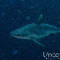 Grey Reefshark (Carcharhinus amblyrhynchos), photo taken in Maldives, Male Atoll, South Male Atoll, Lhosfushi Beiru