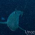 Grey Reefshark (Carcharhinus amblyrhynchos), photo taken in Maldives, Male Atoll, South Male Atoll, Lhosfushi Beiru