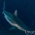 Grey Reefshark (Carcharhinus amblyrhynchos), photo taken in Maldives, Male Atoll, South Male Atoll, Lhosfushi Beiru