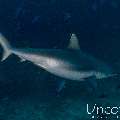 Grey Reefshark (Carcharhinus amblyrhynchos), photo taken in Maldives, Male Atoll, South Male Atoll, Lhosfushi Beiru