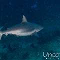 Grey Reefshark (Carcharhinus amblyrhynchos), photo taken in Maldives, Male Atoll, South Male Atoll, Lhosfushi Beiru