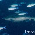 Grey Reefshark (Carcharhinus amblyrhynchos), photo taken in Maldives, Male Atoll, South Male Atoll, Lhosfushi Beiru