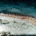 , photo taken in Maldives, Male Atoll, South Male Atoll, Kuda Giri
